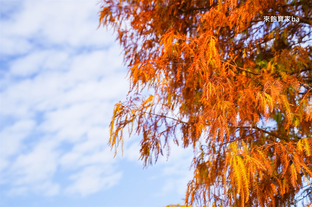 台中后里【后里環保公園】放風箏、暢玩孩籽世界遊戲場，絕美台中落羽松景點 @來飽寶家ba