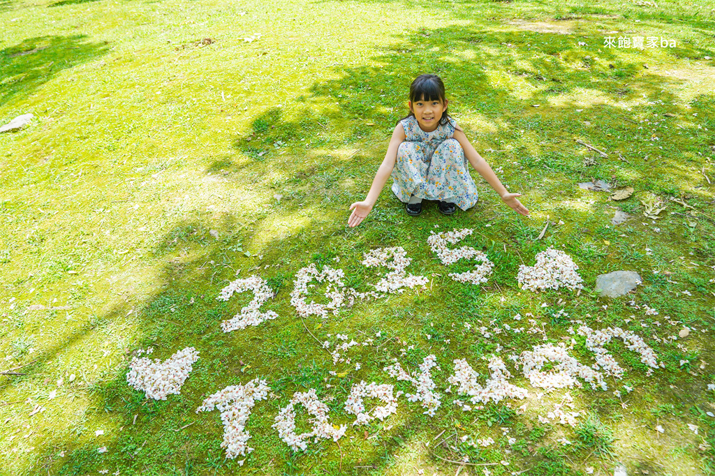 【2025桃園桐花祭】全臺唯一兒童版桐花祭「桐花童話」，537一起賞桐趣 @來飽寶家ba