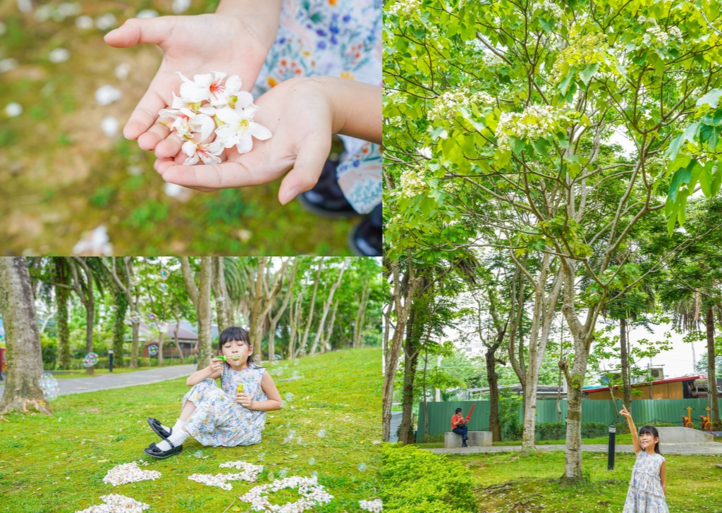 【2025桃園桐花祭】全臺唯一兒童版桐花祭「桐花童話」，537一起賞桐趣 @來飽寶家ba