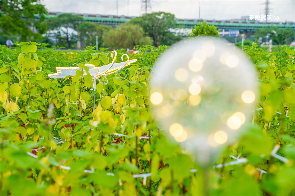 【2025新北河濱蝶戀季・初夏奇境】8萬株花海秘境，夜賞璀璨光影，邂逅初夏才有的浪漫！（交通、活動資訊） @來飽寶家ba