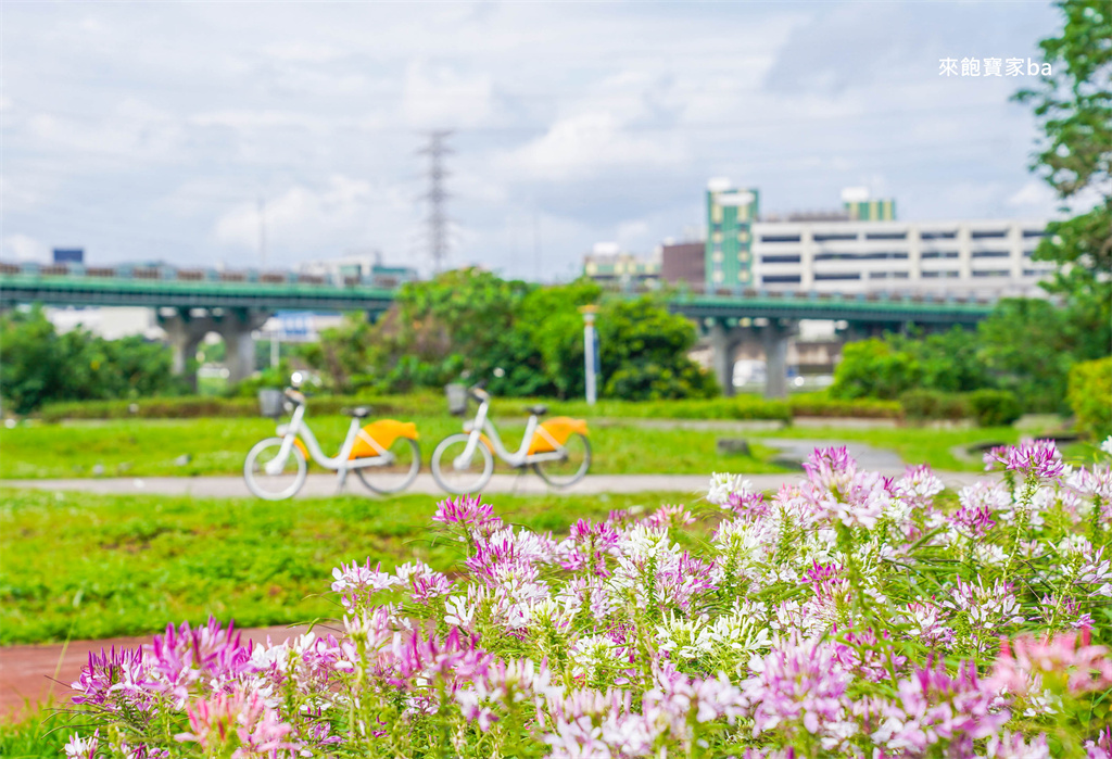 【2025新北河濱蝶戀季・初夏奇境】8萬株花海秘境，夜賞璀璨光影，邂逅初夏才有的浪漫！（交通、活動資訊） @來飽寶家ba