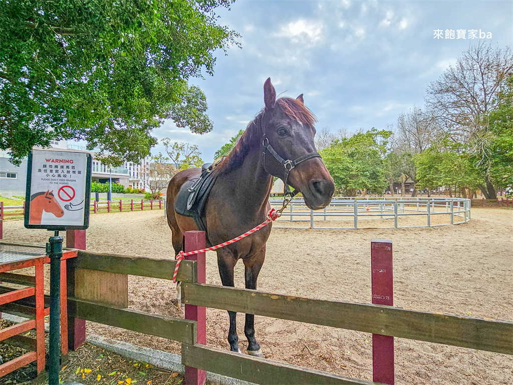 台中后里【后里馬場】瘋馬大馬戲團特技馬術、餵馬騎馬體驗（票價、評價） @來飽寶家ba