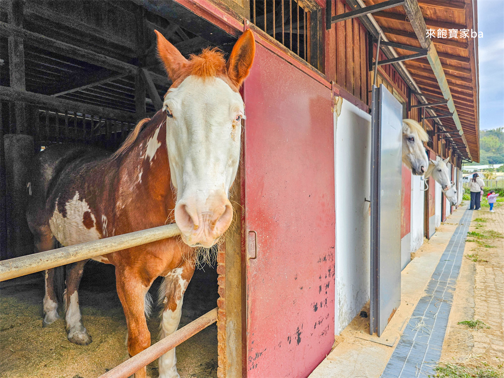 台中后里【后里馬場】瘋馬大馬戲團特技馬術、餵馬騎馬體驗（票價、評價） @來飽寶家ba