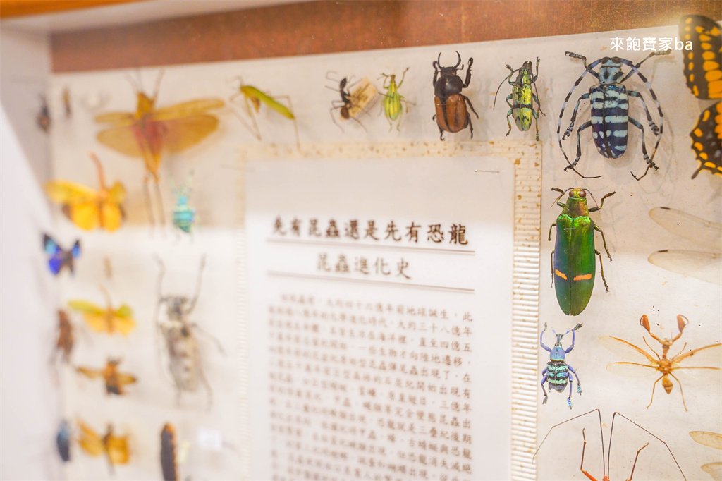 嘉義親子景點【新嘉大昆蟲館】必參加解說導覽，昆蟲體驗區近距離觸摸觀察 @來飽寶家ba