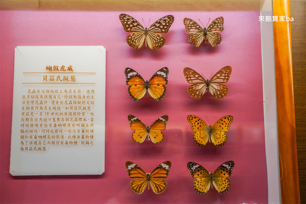 嘉義親子景點【新嘉大昆蟲館】必參加解說導覽，昆蟲體驗區近距離觸摸觀察 @來飽寶家ba