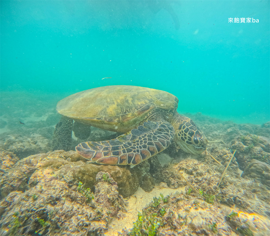 小琉球戲水景點【杉福漁港沙灘】熱門看海龜、新手友善浮潛聖地 @來飽寶家ba