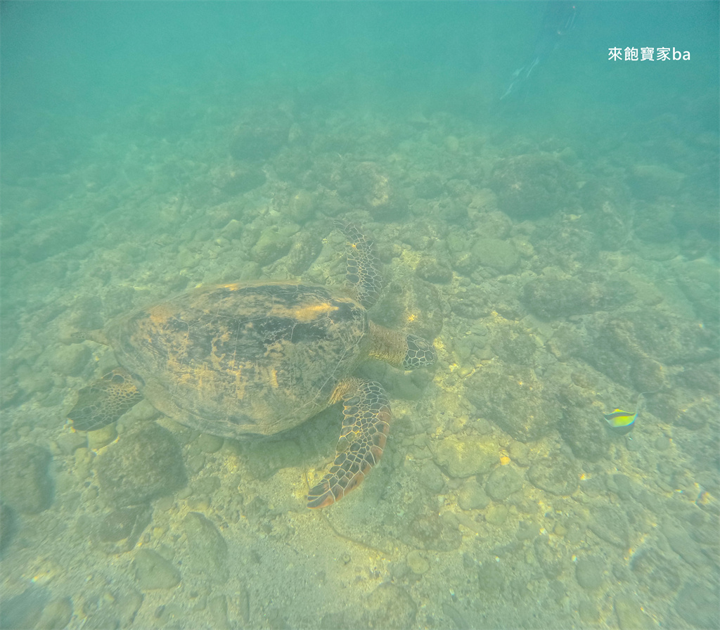 小琉球戲水景點【杉福漁港沙灘】熱門看海龜、新手友善浮潛聖地 @來飽寶家ba