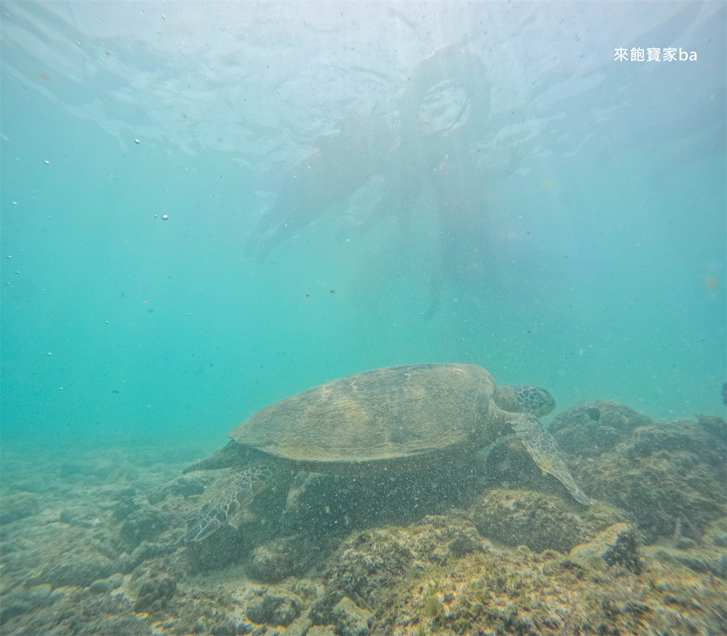 小琉球戲水景點【杉福漁港沙灘】熱門看海龜、新手友善浮潛聖地 @來飽寶家ba