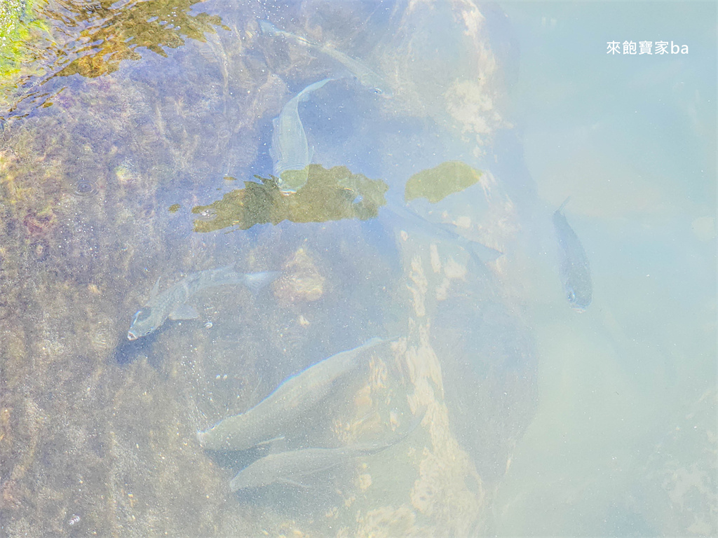 新北貢寮【龍洞灣海洋公園】天然海泳池浮潛，東北角戲水景點推薦（門票、設施租借費用） @來飽寶家ba