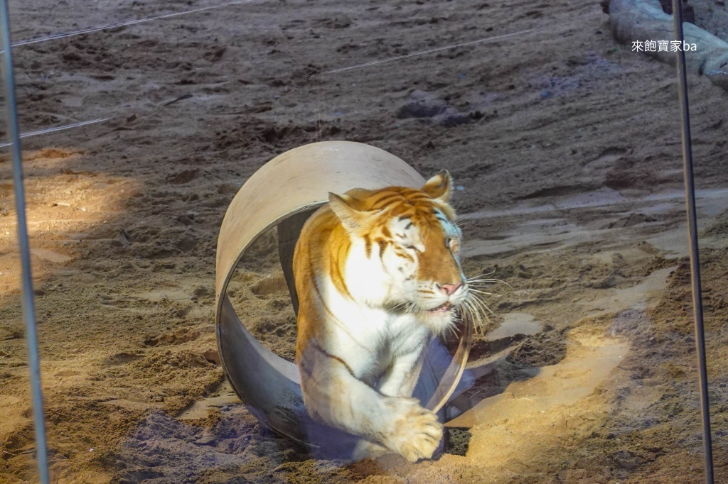 清邁景點【清邁夜間動物園】Chiang Mai Night Safari行程建議/門票優惠/交通方式 @來飽寶家ba 清邁景點【清邁夜間動物園】Chiang Mai Night Safari行程建議/門票優惠/交通方式 @來飽寶家ba