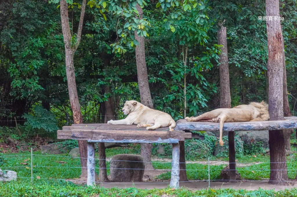 清邁景點【清邁夜間動物園】Chiang Mai Night Safari行程建議/門票優惠/交通方式 @來飽寶家ba 清邁景點【清邁夜間動物園】Chiang Mai Night Safari行程建議/門票優惠/交通方式 @來飽寶家ba
