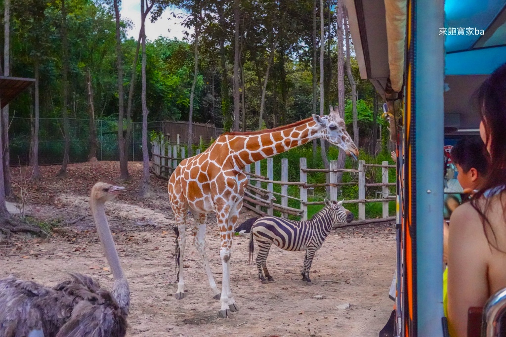 清邁景點【清邁夜間動物園】Chiang Mai Night Safari行程建議／門票優惠／交通方式 @來飽寶家ba