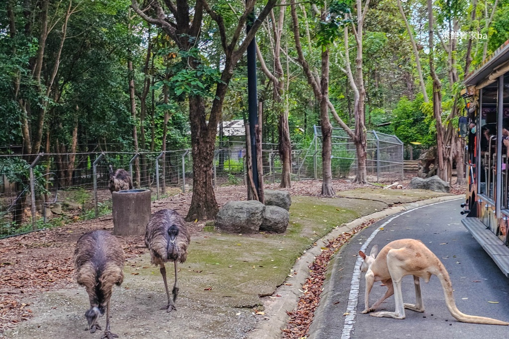 清邁景點【清邁夜間動物園】Chiang Mai Night Safari行程建議／門票優惠／交通方式 @來飽寶家ba