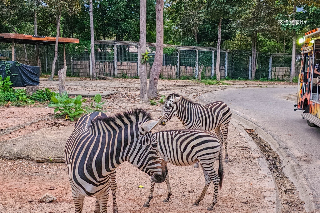 清邁景點【清邁夜間動物園】Chiang Mai Night Safari行程建議/門票優惠/交通方式 @來飽寶家ba 清邁景點【清邁夜間動物園】Chiang Mai Night Safari行程建議/門票優惠/交通方式 @來飽寶家ba