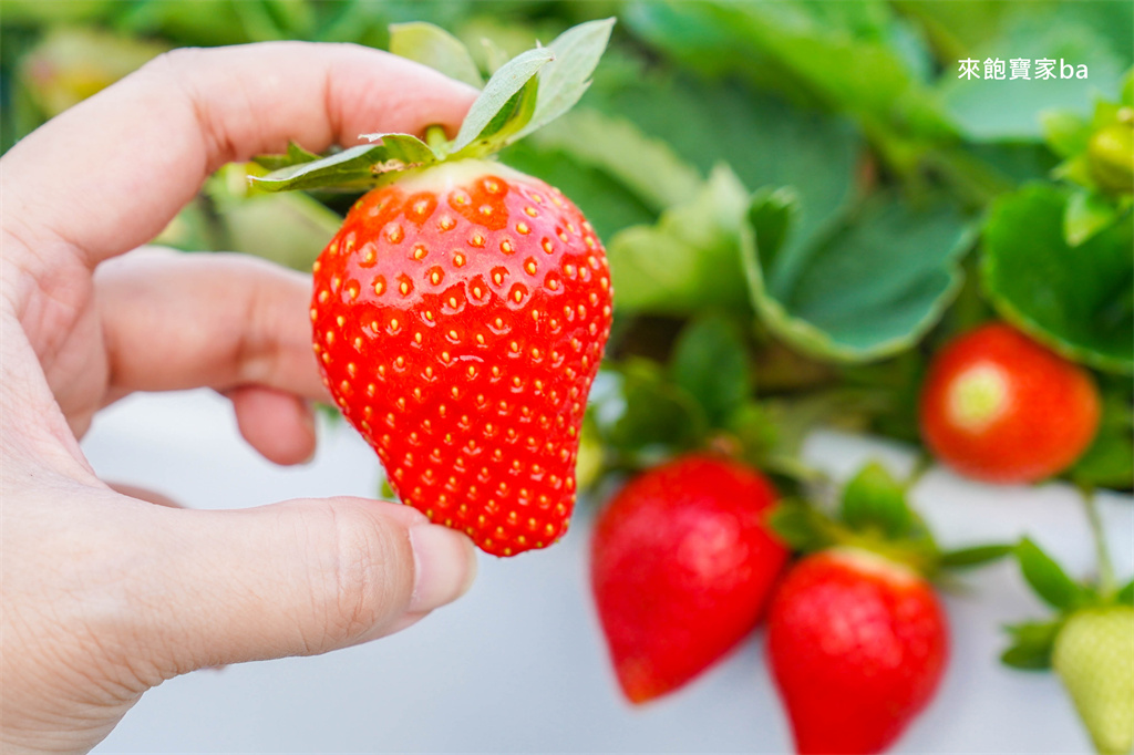 台中採草莓【福德爺草莓園】潭子高架跟地面草莓，享受採果樂趣，停車方便、環境乾淨，鄰近草莓世界！ @來飽寶家ba