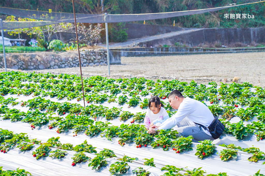 台中採草莓【追火車草莓園】邊採草莓邊看火車,后里草莓園免入園費秤重計價 @來飽寶家ba 台中採草莓【追火車草莓園】邊採草莓邊看火車,后里草莓園免入園費秤重計價 @來飽寶家ba