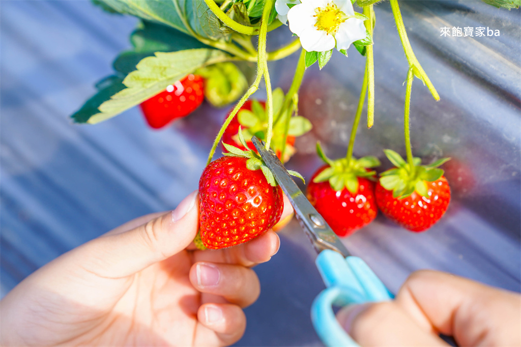 台中採草莓【追火車草莓園】邊採草莓邊看火車,后里草莓園免入園費秤重計價 @來飽寶家ba 台中採草莓【追火車草莓園】邊採草莓邊看火車,后里草莓園免入園費秤重計價 @來飽寶家ba