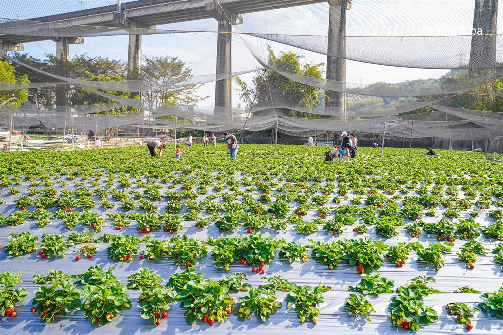 台中採草莓【追火車草莓園】邊採草莓邊看火車,后里草莓園免入園費秤重計價 @來飽寶家ba 台中採草莓【追火車草莓園】邊採草莓邊看火車,后里草莓園免入園費秤重計價 @來飽寶家ba