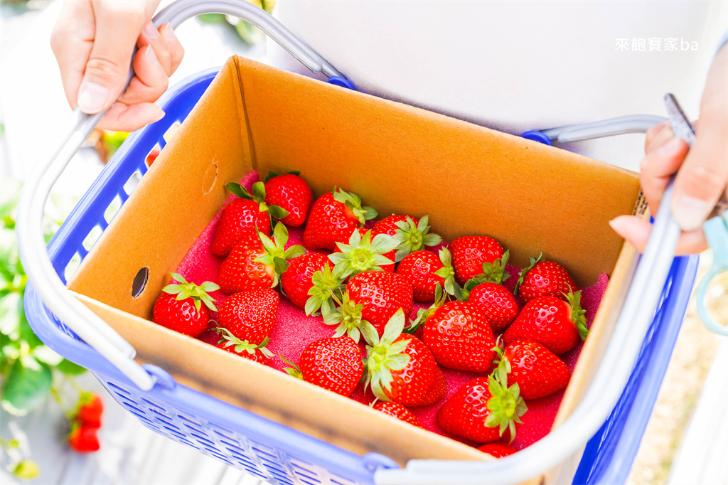 台中採草莓【追火車草莓園】邊採草莓邊看火車,后里草莓園免入園費秤重計價 @來飽寶家ba 台中採草莓【追火車草莓園】邊採草莓邊看火車,后里草莓園免入園費秤重計價 @來飽寶家ba