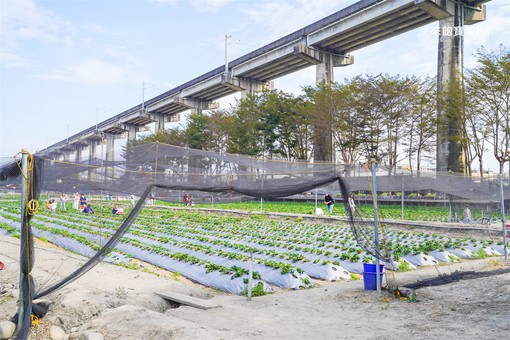 台中採草莓【追火車草莓園】邊採草莓邊看火車,后里草莓園免入園費秤重計價 @來飽寶家ba 台中採草莓【追火車草莓園】邊採草莓邊看火車,后里草莓園免入園費秤重計價 @來飽寶家ba