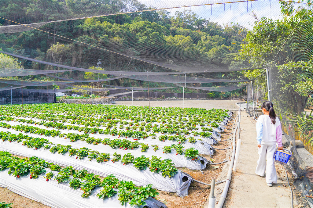 台中採草莓【追火車草莓園】邊採草莓邊看火車,后里草莓園免入園費秤重計價 @來飽寶家ba 台中採草莓【追火車草莓園】邊採草莓邊看火車,后里草莓園免入園費秤重計價 @來飽寶家ba