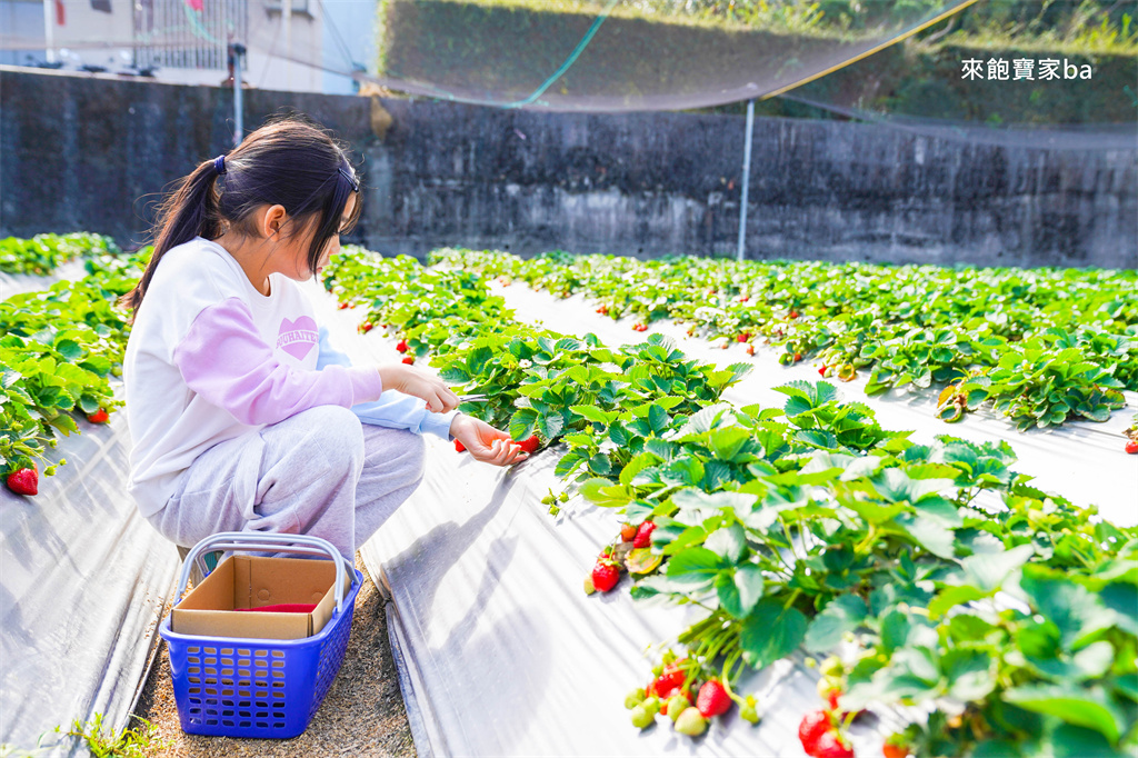 台中採草莓【追火車草莓園】邊採草莓邊看火車，后里草莓園免入園費秤重計價 @來飽寶家ba