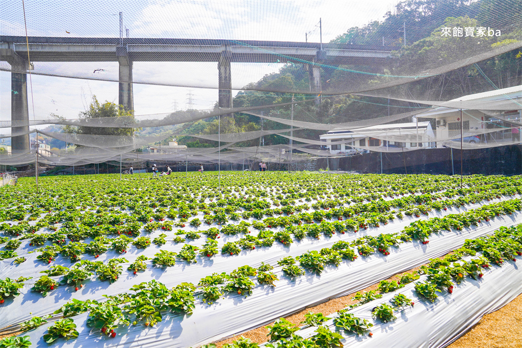 台中採草莓【追火車草莓園】邊採草莓邊看火車，后里草莓園免入園費秤重計價 @來飽寶家ba