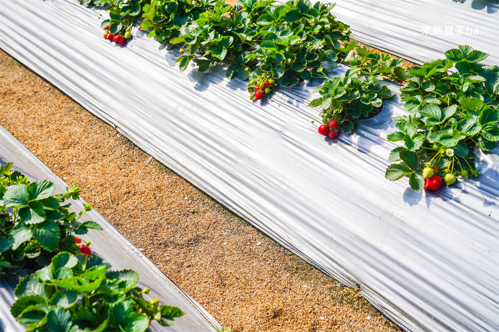 台中採草莓【追火車草莓園】邊採草莓邊看火車,后里草莓園免入園費秤重計價 @來飽寶家ba 台中採草莓【追火車草莓園】邊採草莓邊看火車,后里草莓園免入園費秤重計價 @來飽寶家ba