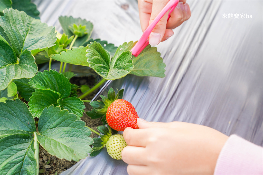 台中採草莓【福德爺草莓園】潭子高架跟地面草莓，享受採果樂趣，停車方便、環境乾淨，鄰近草莓世界！ @來飽寶家ba