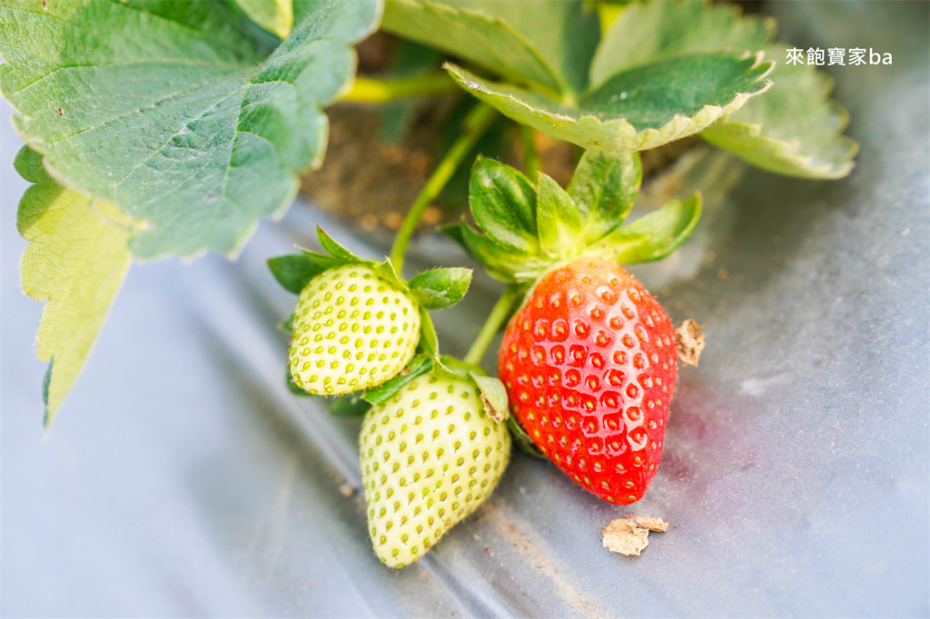 台中採草莓【福德爺草莓園】潭子高架跟地面草莓，享受採果樂趣，停車方便、環境乾淨，鄰近草莓世界！ @來飽寶家ba