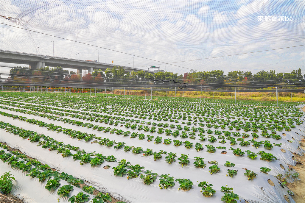 台中採草莓【福德爺草莓園】潭子高架跟地面草莓，享受採果樂趣，停車方便、環境乾淨，鄰近草莓世界！ @來飽寶家ba