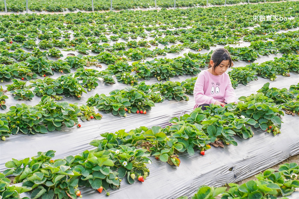 台中採草莓【福德爺草莓園】潭子高架跟地面草莓，享受採果樂趣，停車方便、環境乾淨，鄰近草莓世界！ @來飽寶家ba