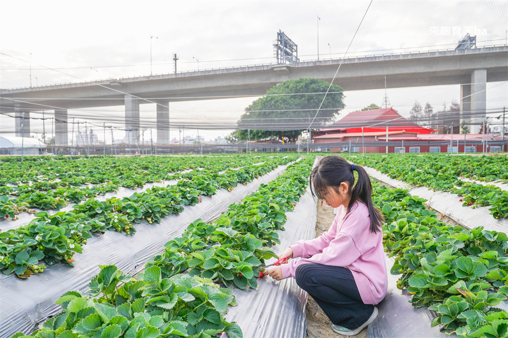 台中採草莓【福德爺草莓園】潭子高架跟地面草莓，享受採果樂趣，停車方便、環境乾淨，鄰近草莓世界！ @來飽寶家ba