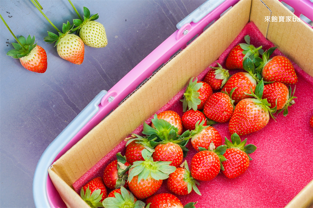 台中採草莓【福德爺草莓園】潭子高架跟地面草莓，享受採果樂趣，停車方便、環境乾淨，鄰近草莓世界！ @來飽寶家ba