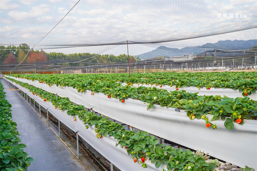 台中採草莓【福德爺草莓園】潭子高架跟地面草莓，享受採果樂趣，停車方便、環境乾淨，鄰近草莓世界！ @來飽寶家ba