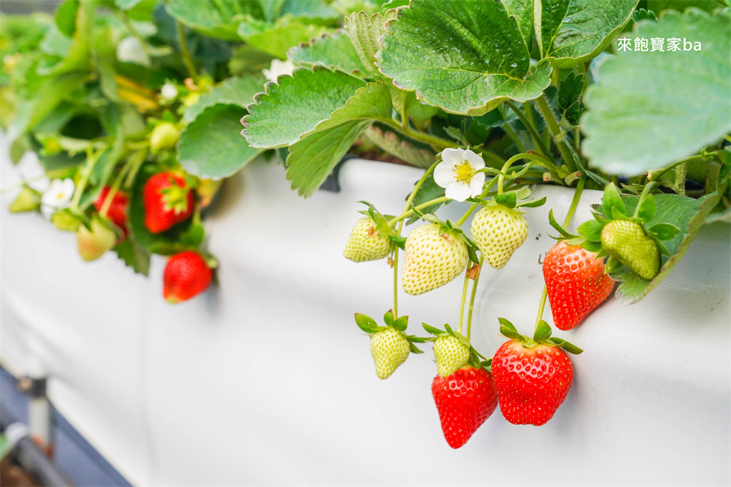 台中採草莓【福德爺草莓園】潭子高架跟地面草莓，享受採果樂趣，停車方便、環境乾淨，鄰近草莓世界！ @來飽寶家ba