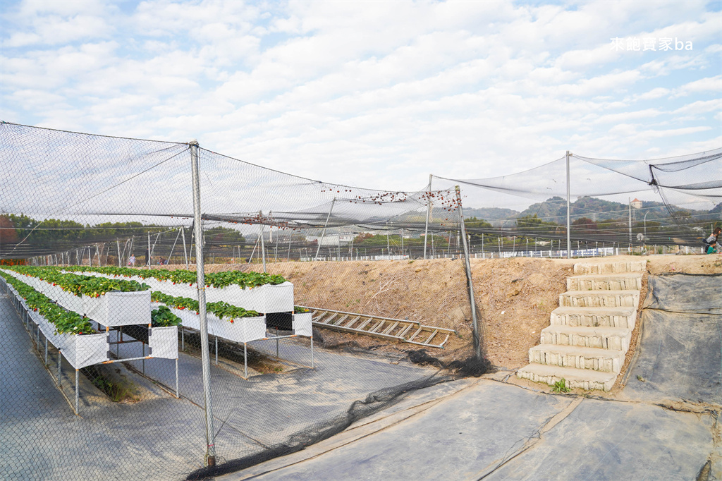 台中採草莓【福德爺草莓園】潭子高架跟地面草莓，享受採果樂趣，停車方便、環境乾淨，鄰近草莓世界！ @來飽寶家ba