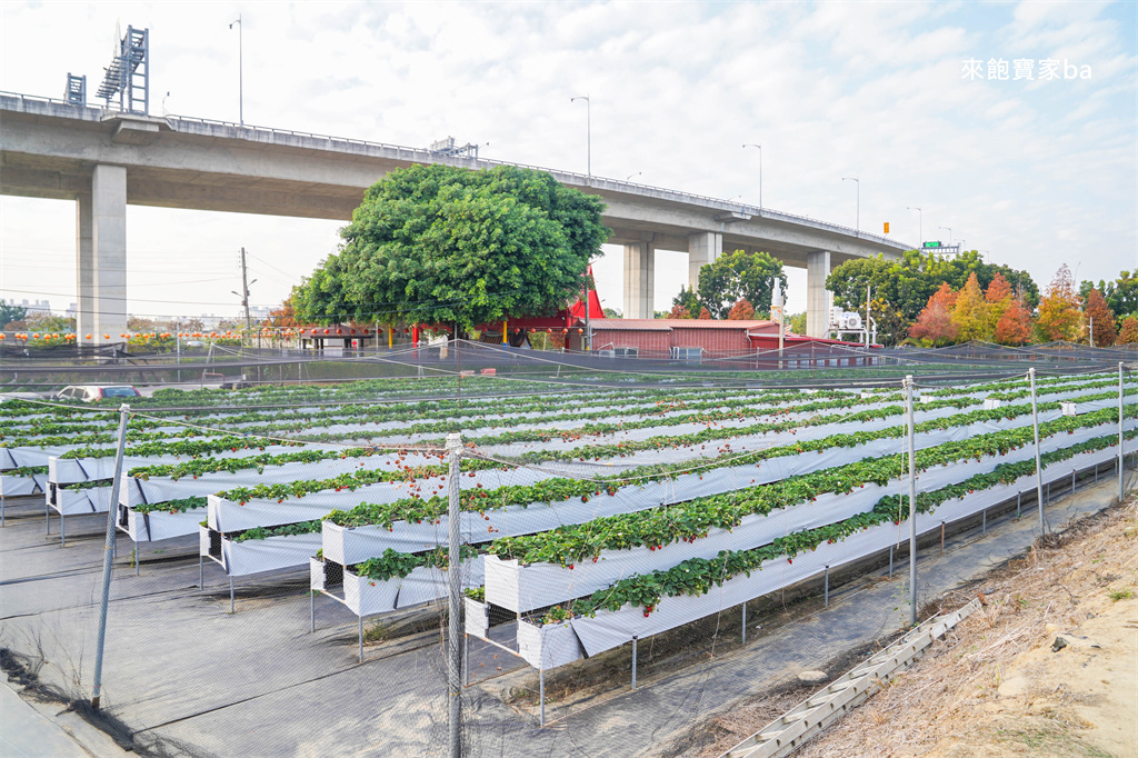 台中採草莓【福德爺草莓園】潭子高架跟地面草莓，享受採果樂趣，停車方便、環境乾淨，鄰近草莓世界！ @來飽寶家ba