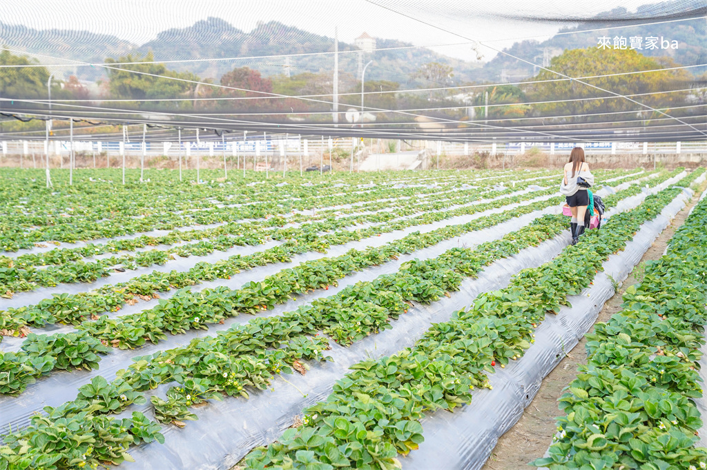 台中採草莓【福德爺草莓園】潭子高架跟地面草莓，享受採果樂趣，停車方便、環境乾淨，鄰近草莓世界！ @來飽寶家ba