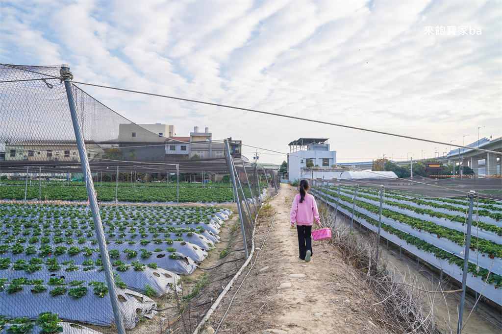 台中採草莓【福德爺草莓園】潭子高架跟地面草莓，享受採果樂趣，停車方便、環境乾淨，鄰近草莓世界！ @來飽寶家ba
