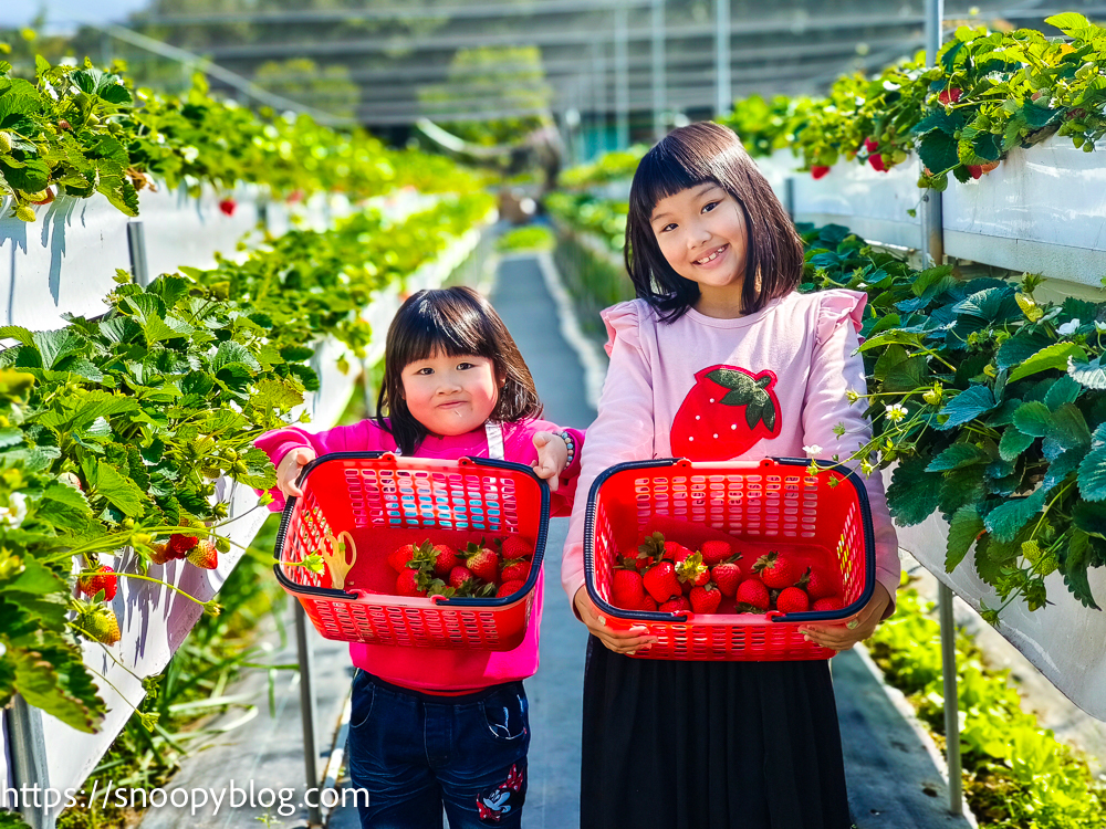 【2026台中草莓園】不用跑大湖採草莓！潭子/大雅/后里/清水 7間高評價台中草莓園推薦！ @來飽寶家ba