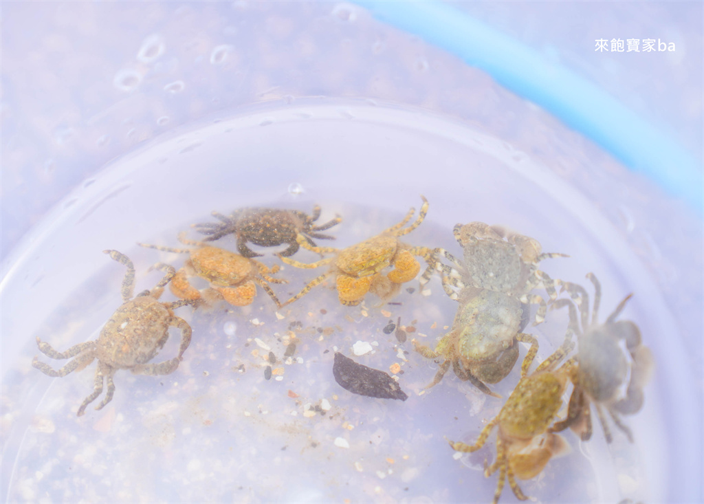 新北貢寮【馬崗潮間帶】最東邊的天然水族館，東北角探索海洋生態 @來飽寶家ba