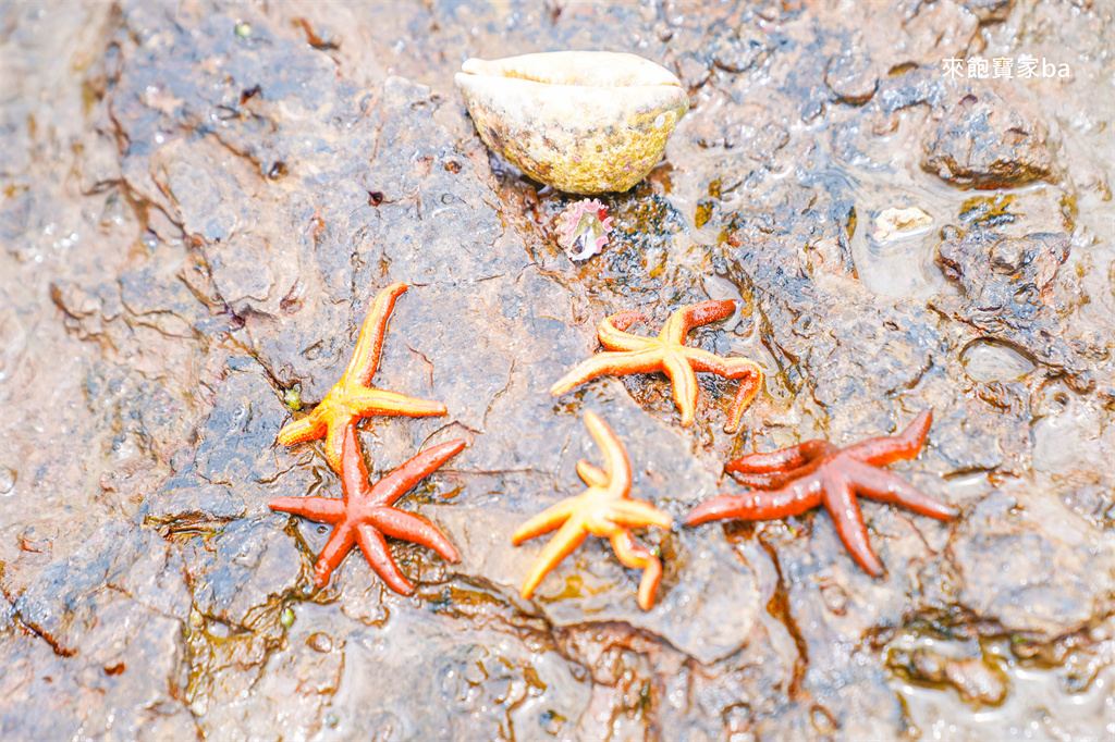 新北貢寮【福連國小】隱身卯澳灣的天然海水游泳池，免費玩水浮潛推薦 @來飽寶家ba