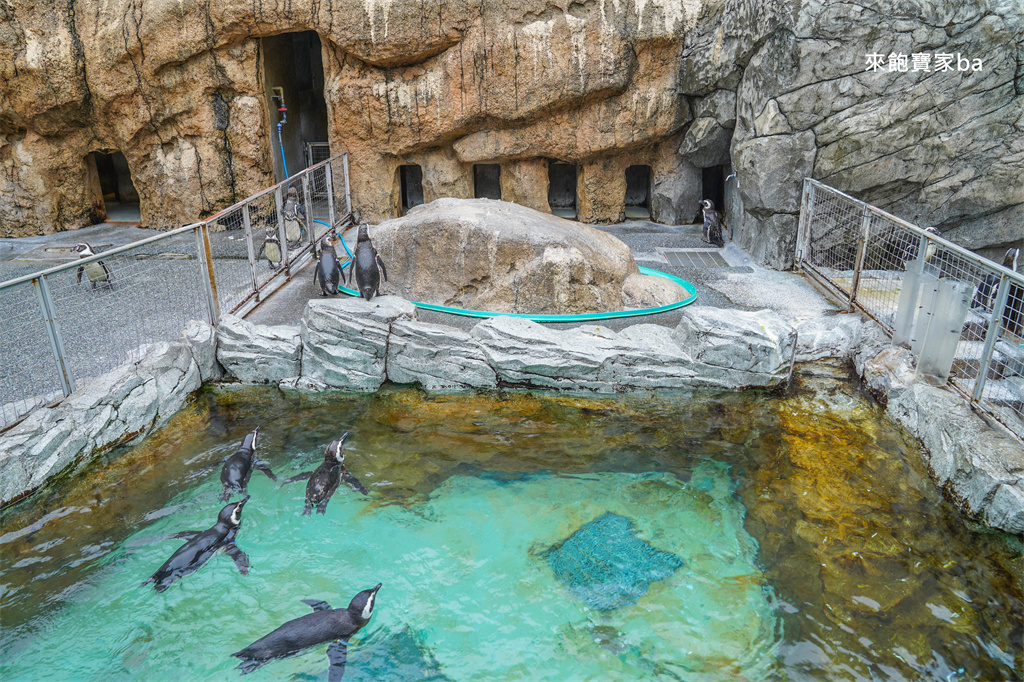 日本長崎【長崎企鵝水族館】全世界企鵝種類最多，近距離觀察170隻企鵝（2026最新門票/開放時間） @來飽寶家ba