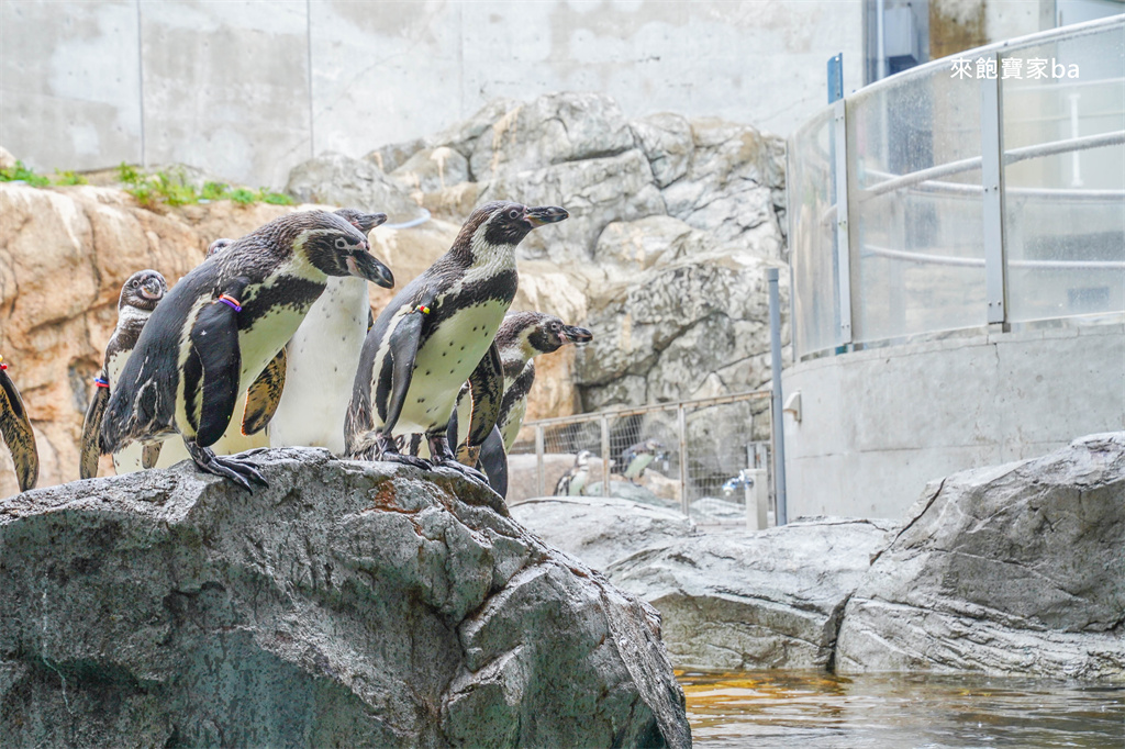日本長崎【長崎企鵝水族館】全世界企鵝種類最多，近距離觀察170隻企鵝（2026最新門票/開放時間） @來飽寶家ba