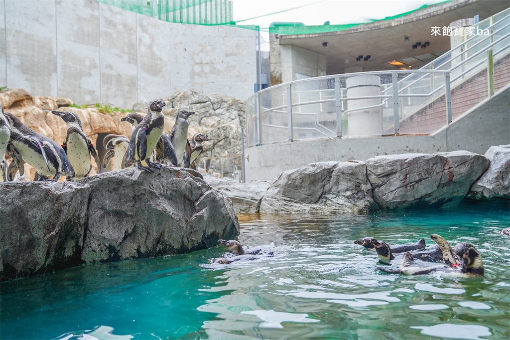 日本長崎【長崎企鵝水族館】全世界企鵝種類最多，近距離觀察170隻企鵝（2026最新門票/開放時間） @來飽寶家ba