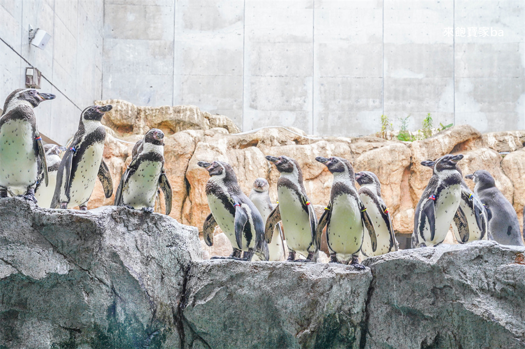 日本長崎【長崎企鵝水族館】全世界企鵝種類最多，近距離觀察170隻企鵝（2026最新門票/開放時間） @來飽寶家ba