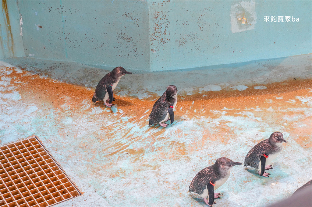 日本長崎【長崎企鵝水族館】全世界企鵝種類最多，近距離觀察170隻企鵝（2026最新門票/開放時間） @來飽寶家ba