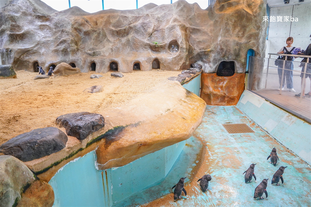 日本長崎【長崎企鵝水族館】全世界企鵝種類最多，近距離觀察170隻企鵝（2026最新門票/開放時間） @來飽寶家ba