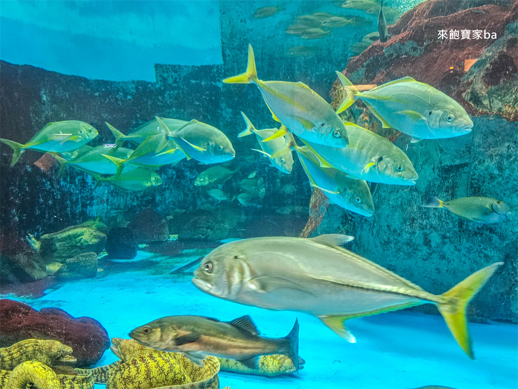 日本長崎【長崎企鵝水族館】全世界企鵝種類最多，近距離觀察170隻企鵝（2026最新門票/開放時間） @來飽寶家ba